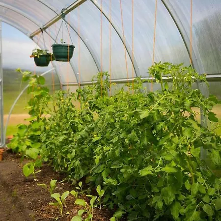 Shannon Breeze Bed and Breakfast