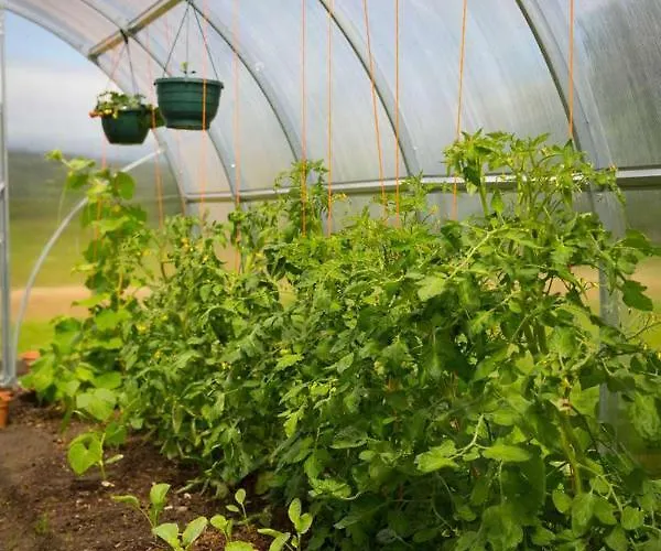 Shannon Breeze Bed & Breakfast